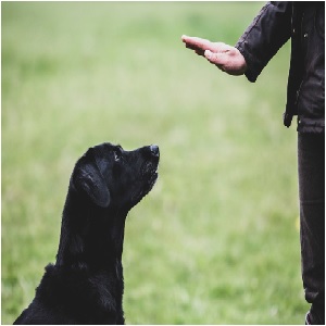 How Do You Become a Certified Dog Trainer? - Best Online Dog Training Certification